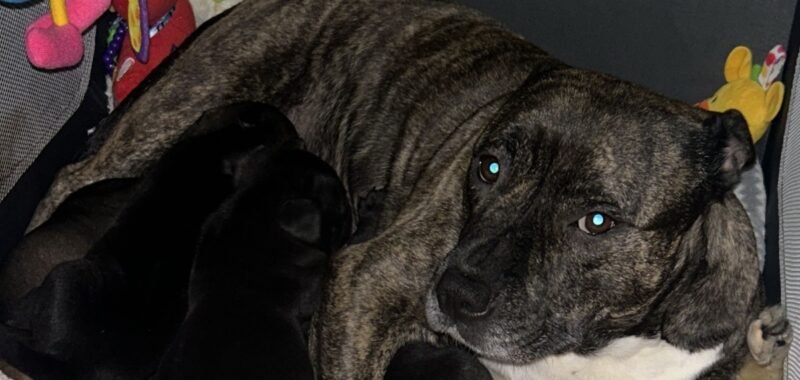 8dab0238 d5ff 4236 a49b 7a7e5e90f90c