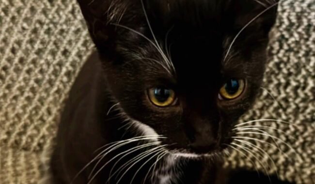 BCBD0BAA 808D 45D9 A049 E2452D5A68D3