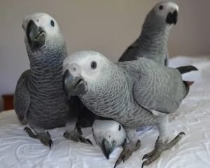 Baby African Grey parrots 8