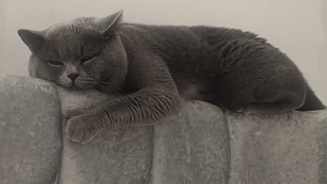 DA9C53A3 7BC3 4624 A671 33A8B98F94BD