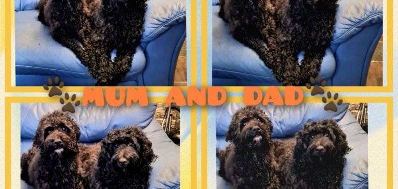 GridArt 20251122 155404095