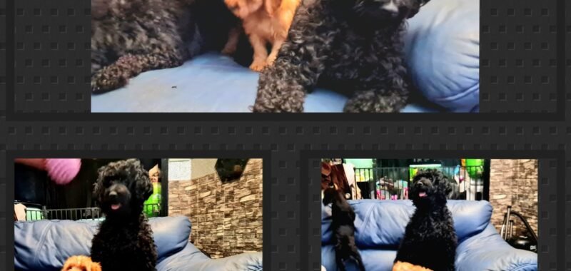 GridArt 20251125 210353787