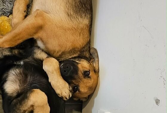 att. TT1dt5g pRq3 uRXRnFHmjXm8J6h6vS4vmeU817g6I