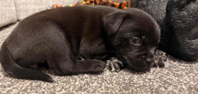 att.3Dzdzqk7hyNJQ8w6AT9e2Csvt dL6lOUDxL5ckOOu70