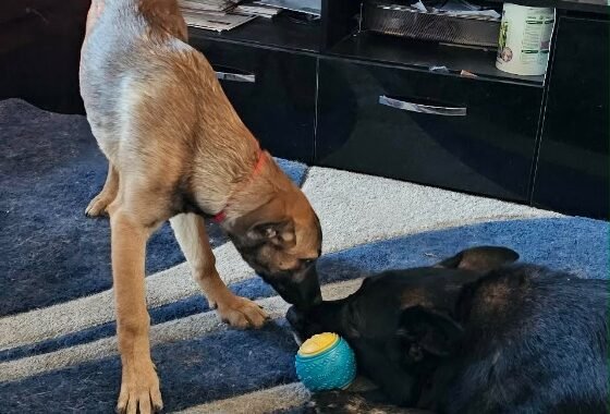 att.GNmH6fWIfFE4CU VTi2ZmWG BkRZqohDCaCMEYDpWd0