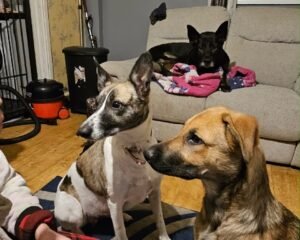 att.I1WnrffkxipezU9kpxSBEjjmB6phI8Xce8N56gkjX s