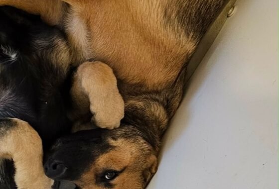 att.XeQfEYwFGi02t7L79GV8E9Orn8S1iNZGtDpsem8IR1w