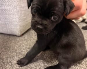 att.klcrjuRG3NqwOsscYizSHVygVjfZp0sNqZv1IOy4IOk