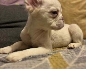 att.ryUJz 4pOV9r0wjVj4N mVZkxm8sL6L0JyR7 vnHdXE