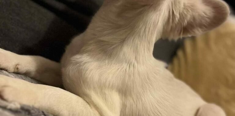 att.uTwaD0Dkx1CHR2DMEfi61ktvuy Ucq3MlDshNFcJA3o 1