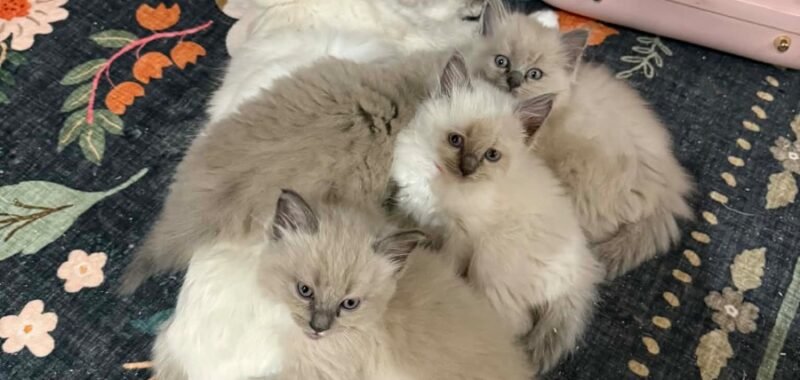 att.yO9Qhm7NkZ qONOMiYnqfFkNDL0wr2haIfy9CucWF0E