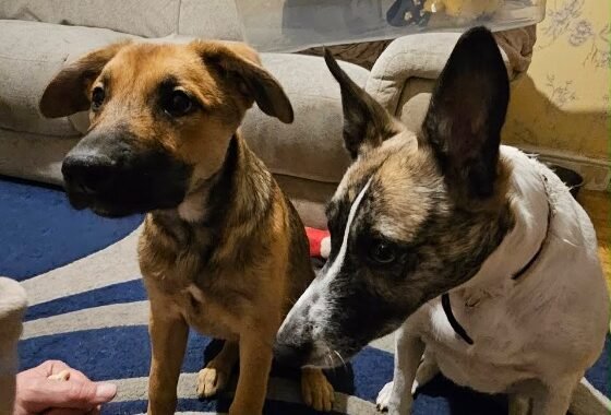 att.zmfW3OgchwBj0X3V OY7I2L2KicJ4DHeCMpaKMkk2A8