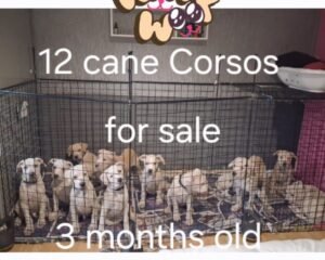 b46c9f1c cc82 4203 9f27 1e565aabd3db