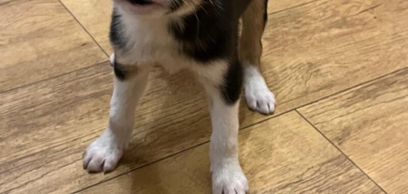 cd03bd7a 0c57 4845 970b 4f12d848e0ae