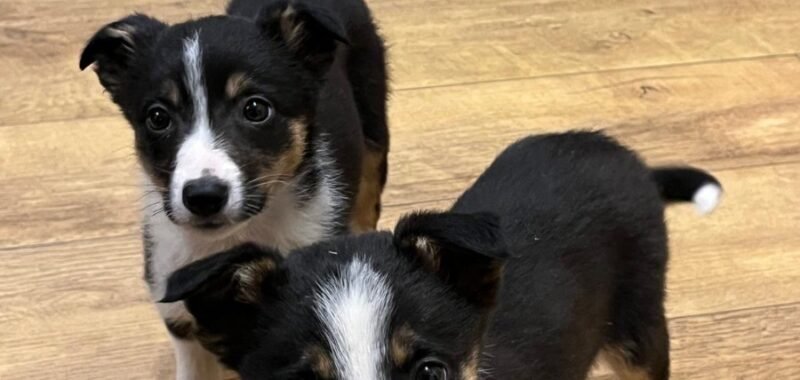 d27cc9f3 52f8 4c16 b452 fadea8983c0e