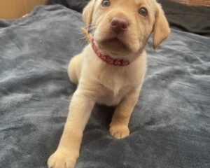 lwP7C1kJTbul0cTuVPogQ