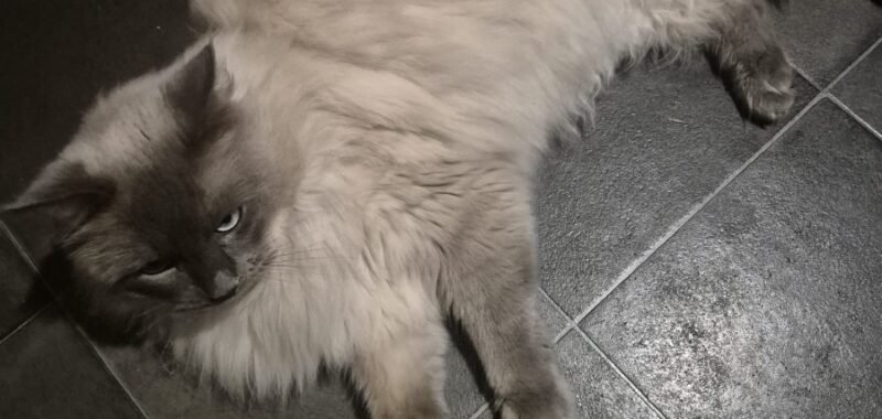 0ad487fa 5d8d 4448 9b6a 991f6e51a2a6