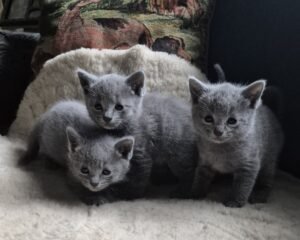 1 russian blue 5