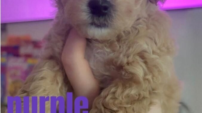 10b1ef9c 2f51 464b 8ca1 f09e24bcb2c9