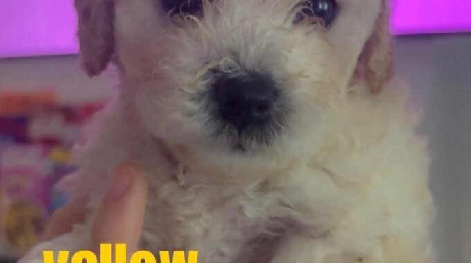 3dfa5dfc 23aa 4d9e 90fb e7c08d0b6b01