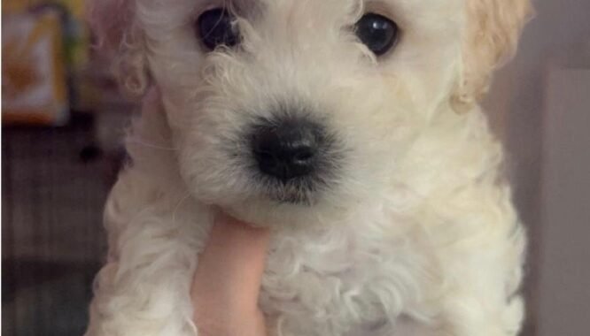 4aa913f9 687b 4006 9bed ecbe9f81bb58