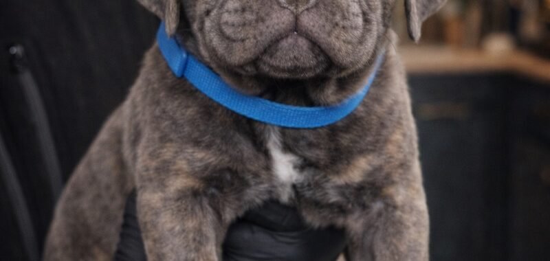 523AC61B 5EF5 40A4 8CFD 5E1FCB582BCC