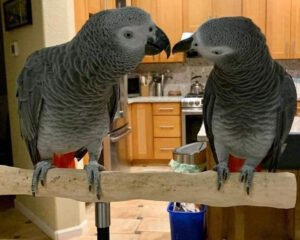 54d33ee95478f5714ff6d4fab9e7bb79