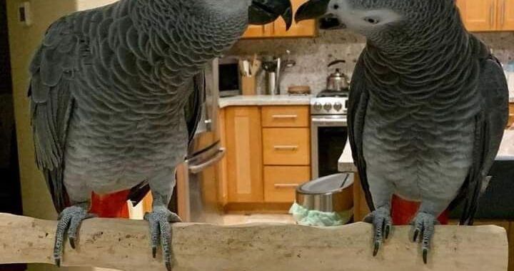 54d33ee95478f5714ff6d4fab9e7bb79