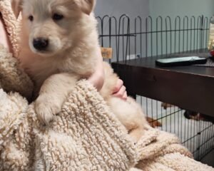 55523c62 e638 4f8c 8cae b0645d6be825