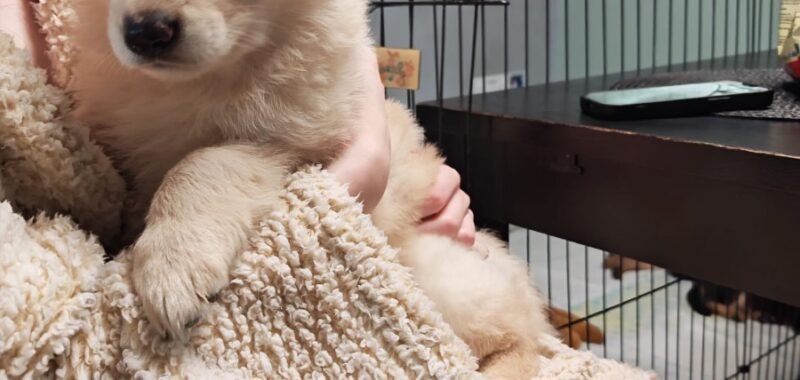 55523c62 e638 4f8c 8cae b0645d6be825