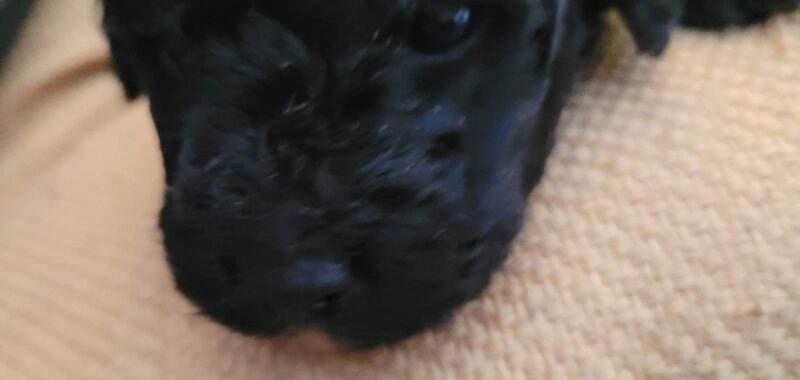 98992724 e259 45f9 b9fb 0098a3f47153