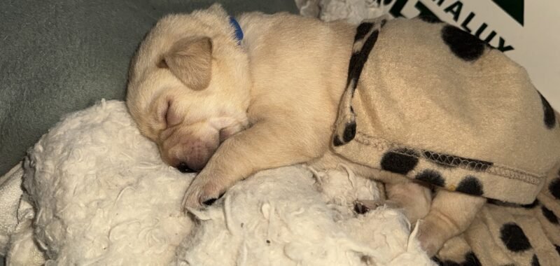 AE75C99A 5FA7 486E A72B 32984BB265A1