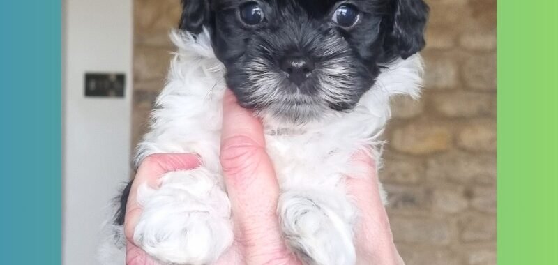 Add a little bit of body text 2026 01 31T101240.841