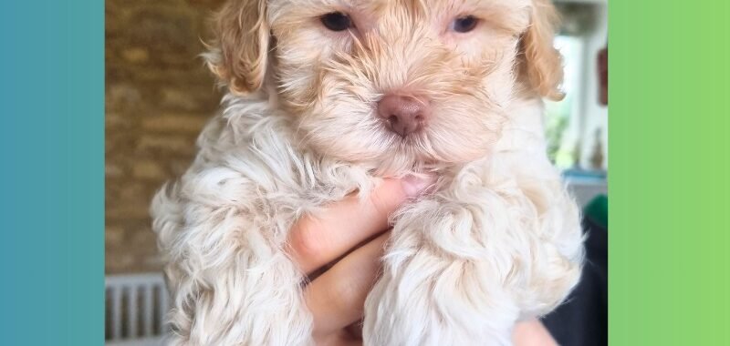 Add a little bit of body text 2026 01 31T101246.369