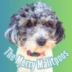 Add a little bit of body text 2026 01 31T102558.405