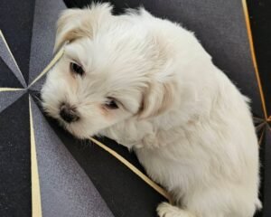 FB IMG 1767370059076