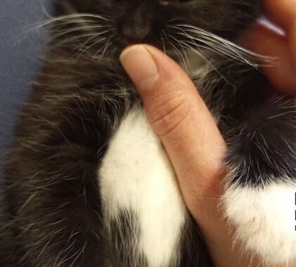 Messenger creation 29816156 A01C 4145 83BC 4E6919C73008