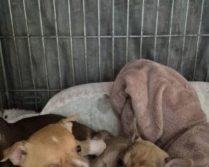 Screenshot 20260113 215654 WhatsApp