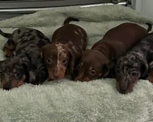 att.0zAN9VlOOg8nSemqPtTmIJwvrjeCbvFcTGYRJVLugh8