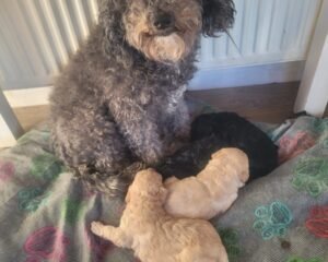 b10022c3 8c4a 43d0 9473 0b0744f22df6