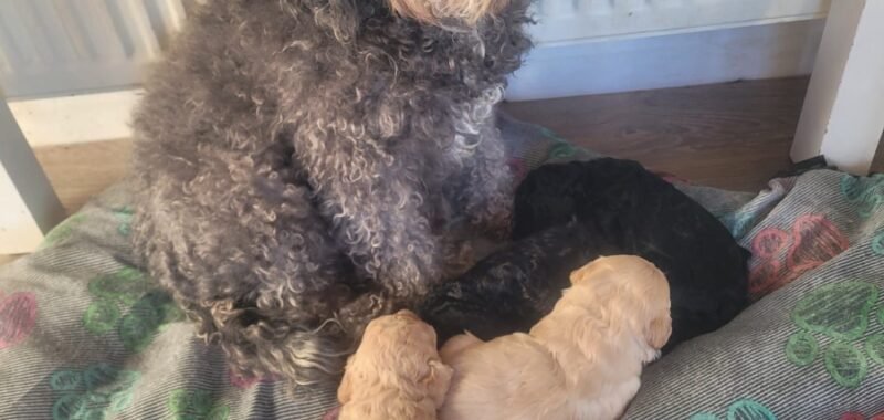 b10022c3 8c4a 43d0 9473 0b0744f22df6