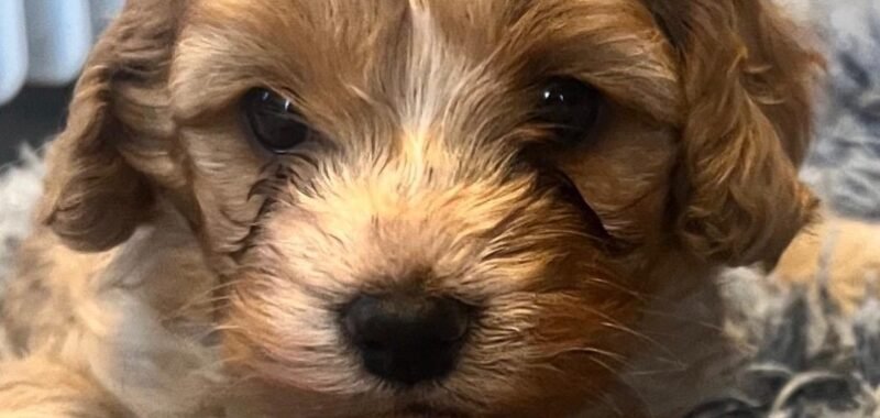 f0998e45 262d 457e 878d 7f5287cd3999