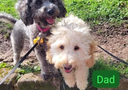 fff45a74 e2e5 410b a0fd 64d3a00491be