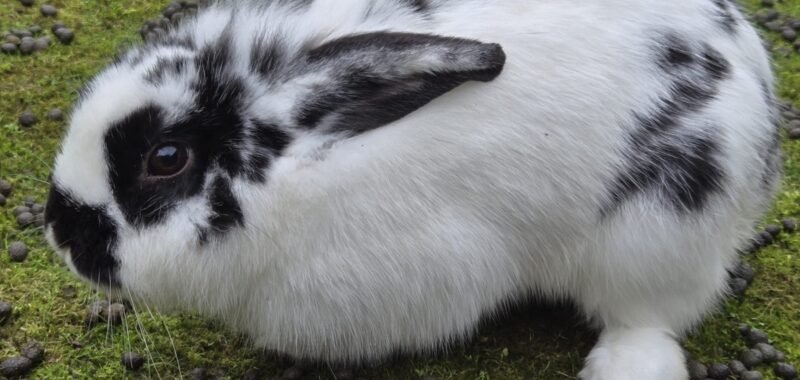 31c3a0ff f92a 4fc8 945a d6f5f171a77f