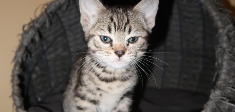 3fd92538 c2c0 4260 938f f078ba8f4857