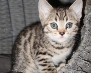 4948cba2 49dc 47b2 8e9a 7c6d3a99b622