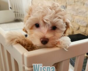 Add a little bit of body text 2026 02 07T091728.454