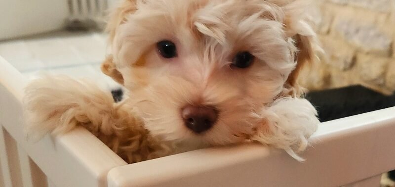 Add a little bit of body text 2026 02 07T091728.454