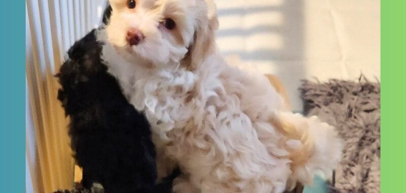 Add a little bit of body text 2026 02 07T142034.269