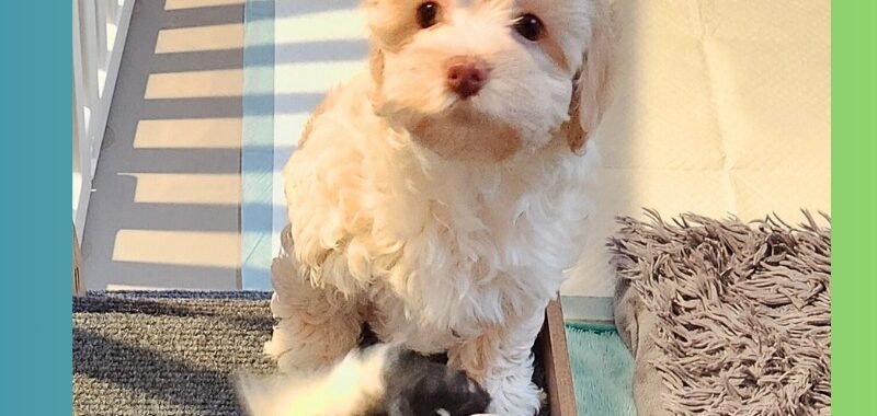 Add a little bit of body text 2026 02 07T142151.998